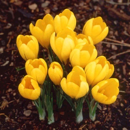 Les Crocus "Saturnus botanique" fleurissent encore plus tôt, associées aux Tulipes. Floraison de mi-Janv à Avril.